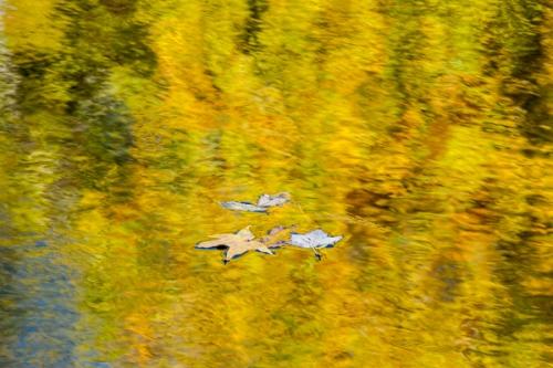 Abstraction;Autumn;Brown;Calm;Close-up;Fall;Fallen;Fallen Leaves;Gold;Healing;Health care;Healthcare;Leaf;Mirror;Pastoral;Ripple;Stream;Tan;Wabi Sabi;Warm Colors;Warm Palette;Warm Tones;Water;Waterscape;Yellow;color;foliage;green;leaves;oneness;orange;peaceful;reflection;reflections;restful;serene;soothing;tranquil;zen